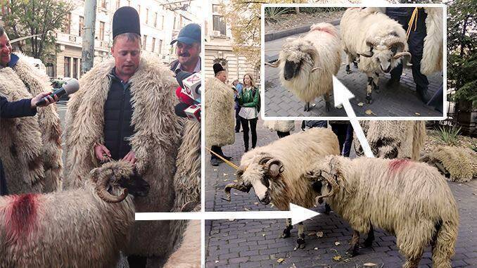 Comparatie berbec cu origine si berbec fara