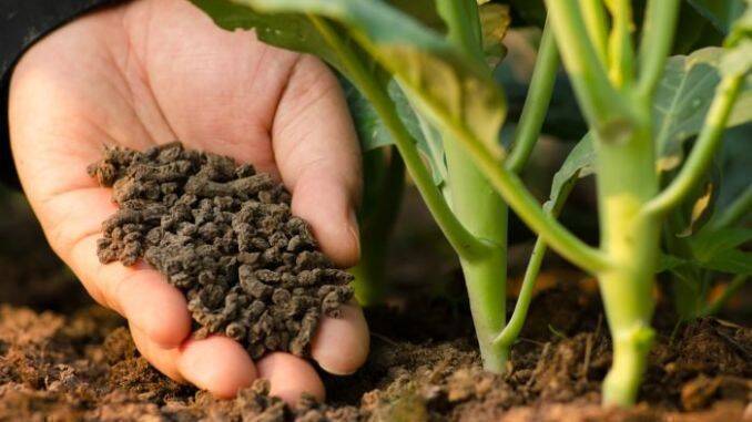 Fertilizarea legumelor în camp solar sera