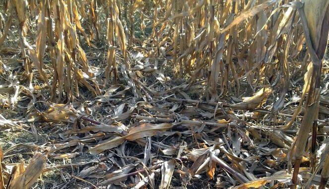 Porumb distrus de mistreti