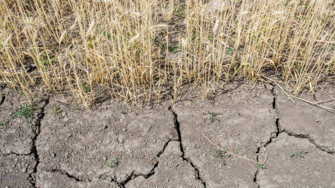 Seceta la cultura de grau