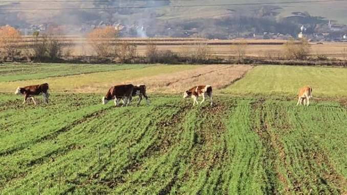 Vaci la pascut in grau