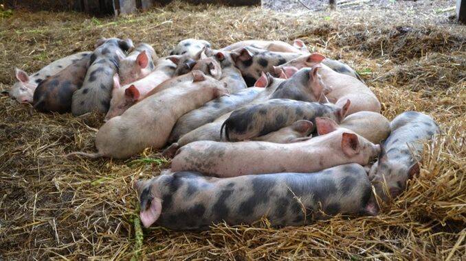 Porci bolnavi de pesta