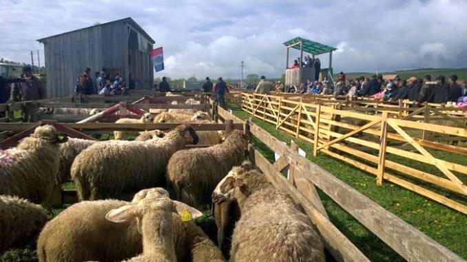 Ovine expozitie screpie