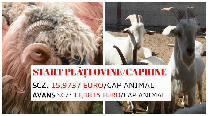 Plata avans ovine caprine