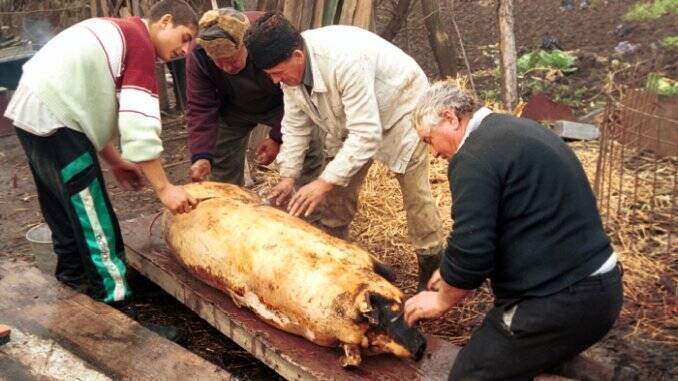 Porc sacrificat la tara