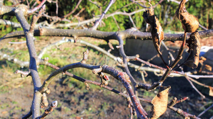 Tratamente pomi fructiferi