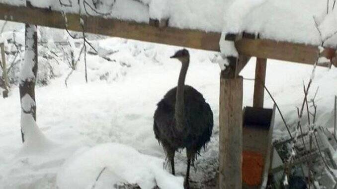 Ferma de struti Maramures