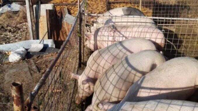 Pret porc in viu toate judetele