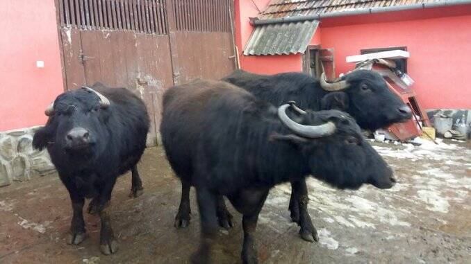 Subventie bivolite APIA 2018