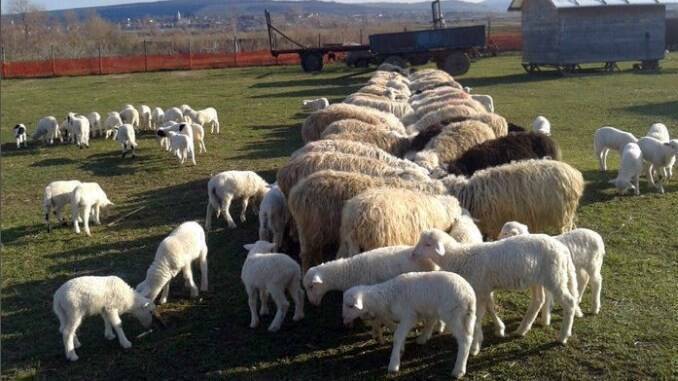 Preturi miei in viu 2019