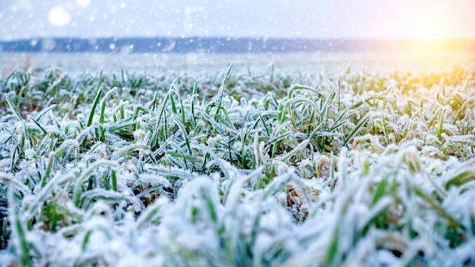 Culturi inghetate ger asigurare vreme extrema