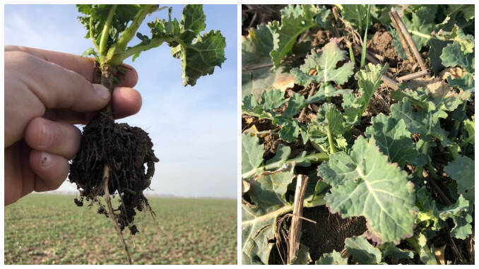 Cultura de rapita in primavara