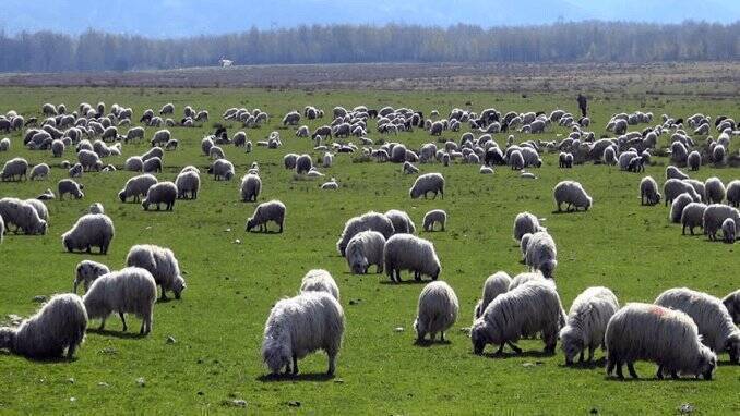 Turmă de oi la păscut