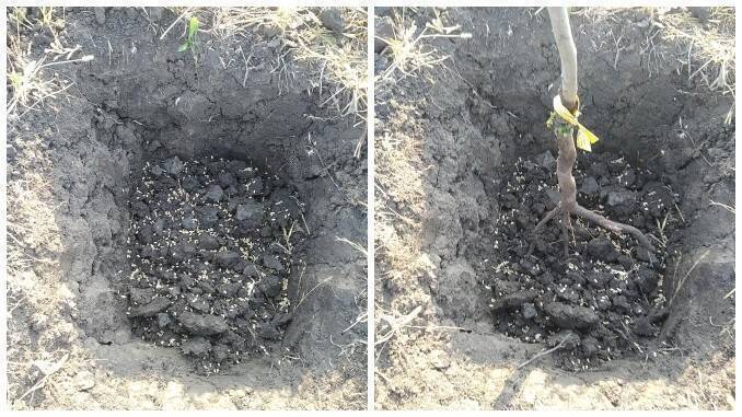 Foto: Ristea GeorgePepinierele Roman - sfaturi utile, întreținere pomi, arbuști fructiferi