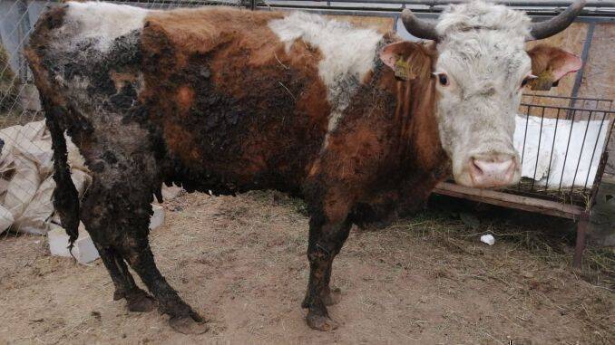 Foto: Asociația Prietenii Berzelor