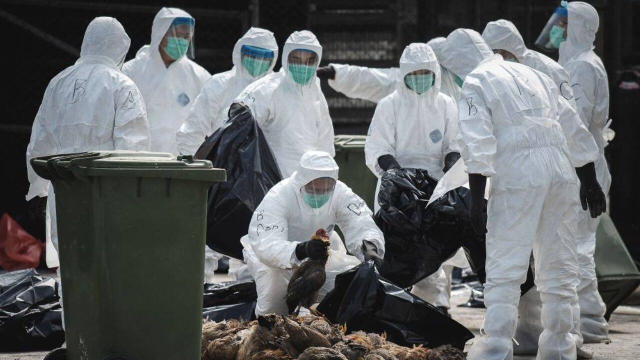 o echipa de înlăturare a gripei aviare