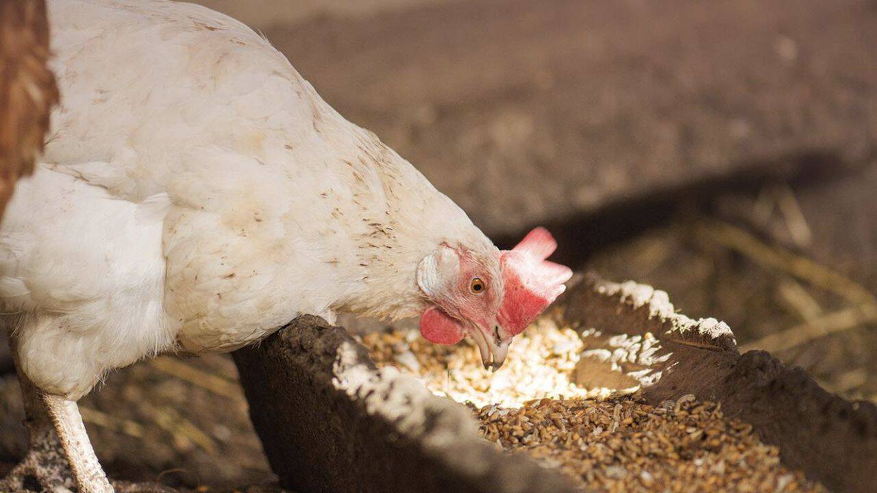 o gaina care se hraneste