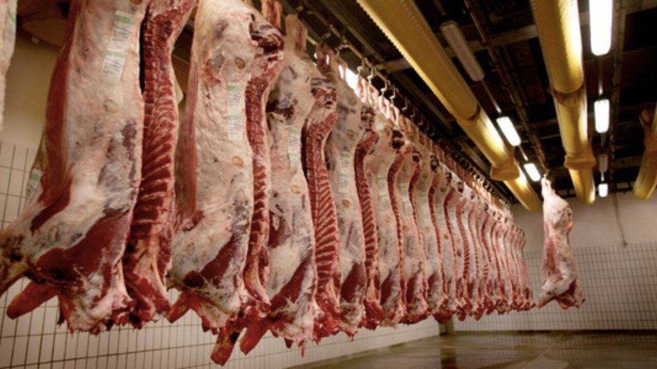 animale sacrificate intr-un depozit