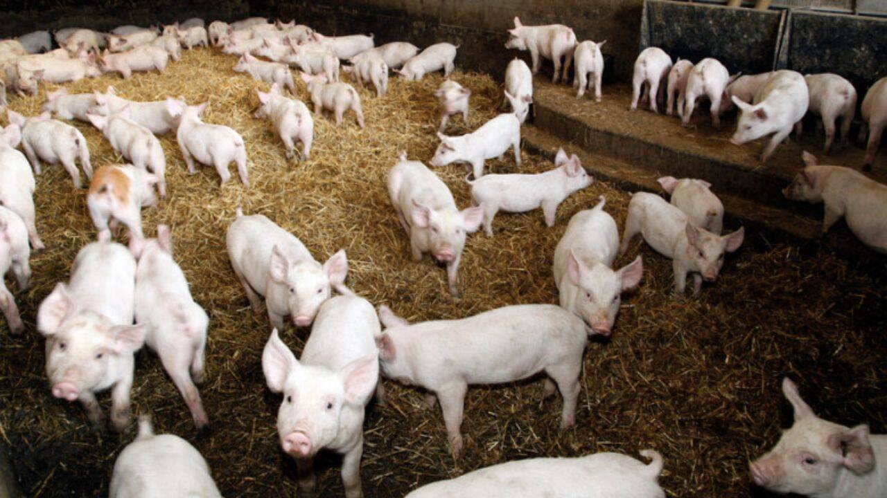 mai multi porci intr-o incapere