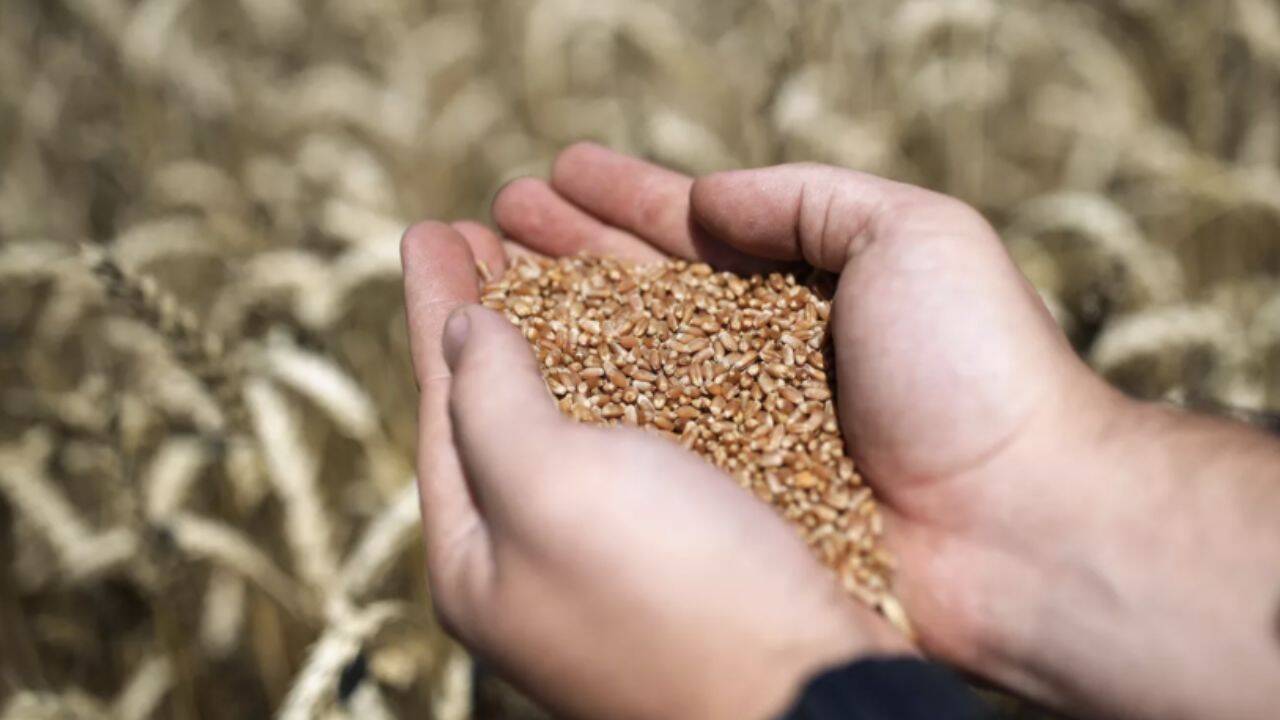 o persoana care tine in pumni grau