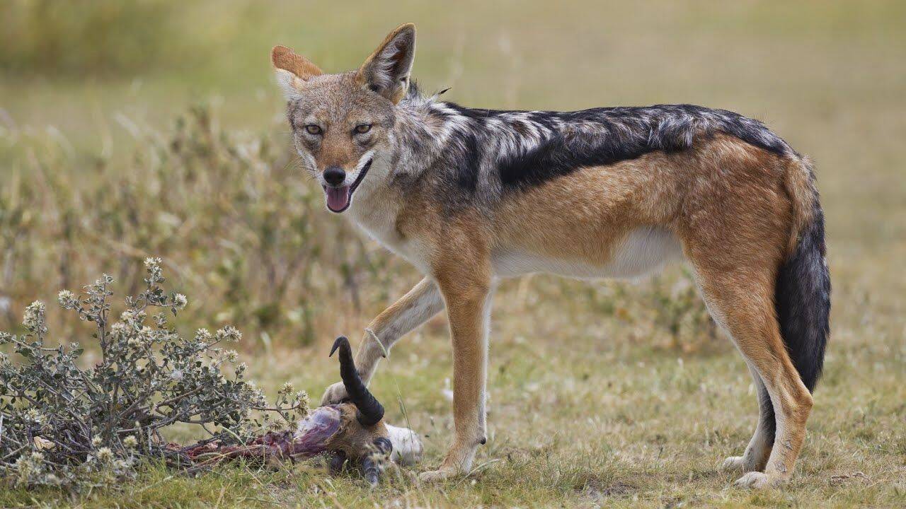 un sacal si prada sa