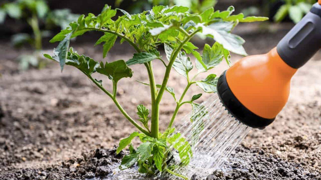 o stropitoare care iriga un rasad de rosii