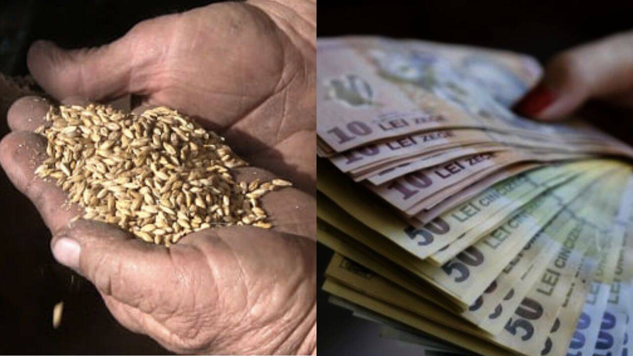 o persoana care tine cereale in maini si o persoana care tine un teanc de bani