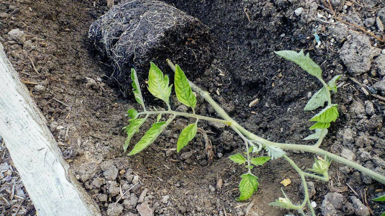 un rasad de rosii intins orizontal