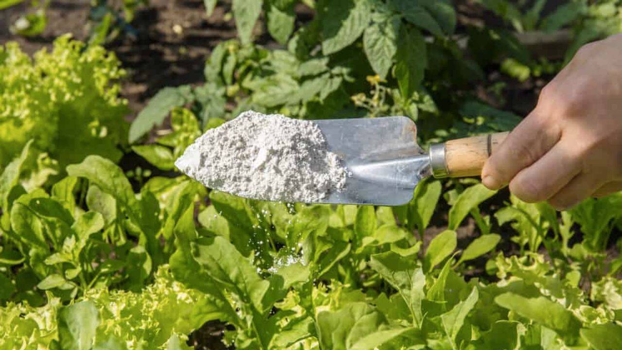 o persoana care tine o lopatica cu pamant de diatomee