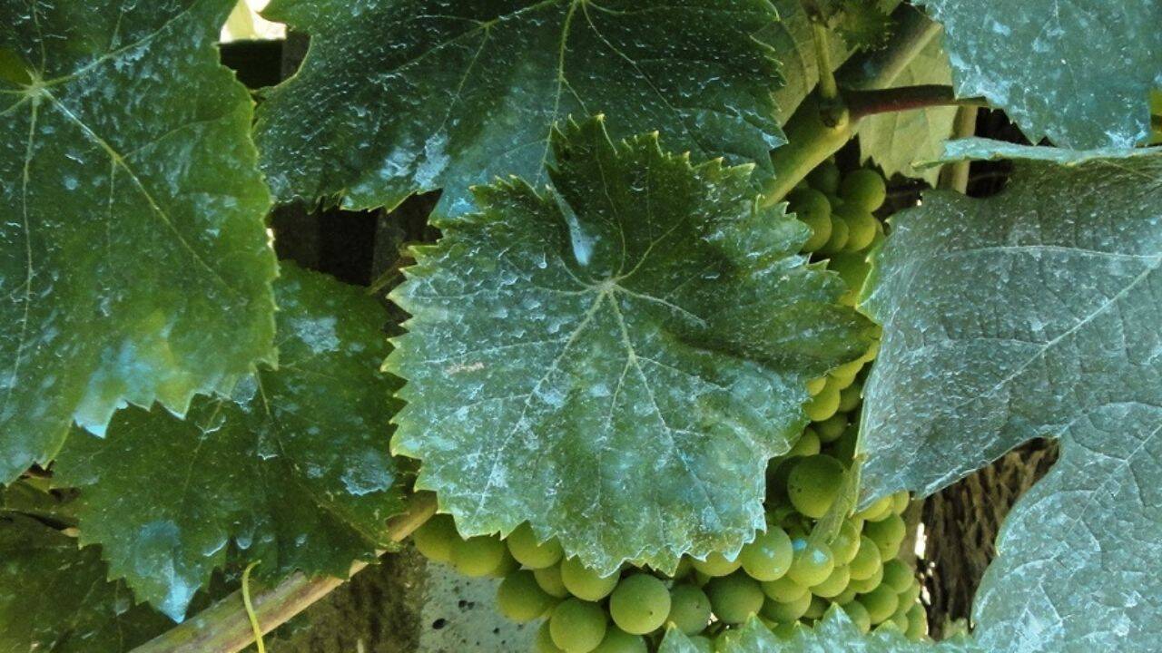 vita de fie stropita cu zeama bordeleza