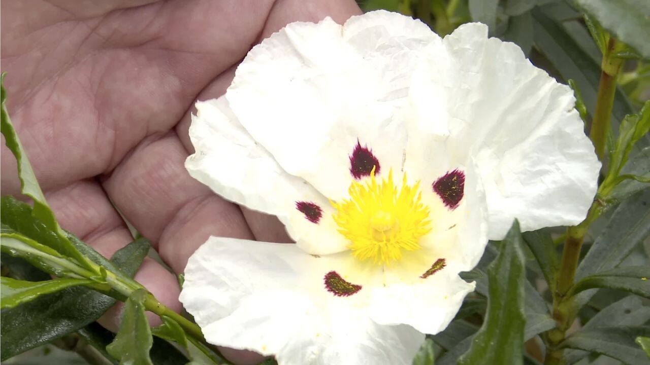 Cistus Ladaniferus