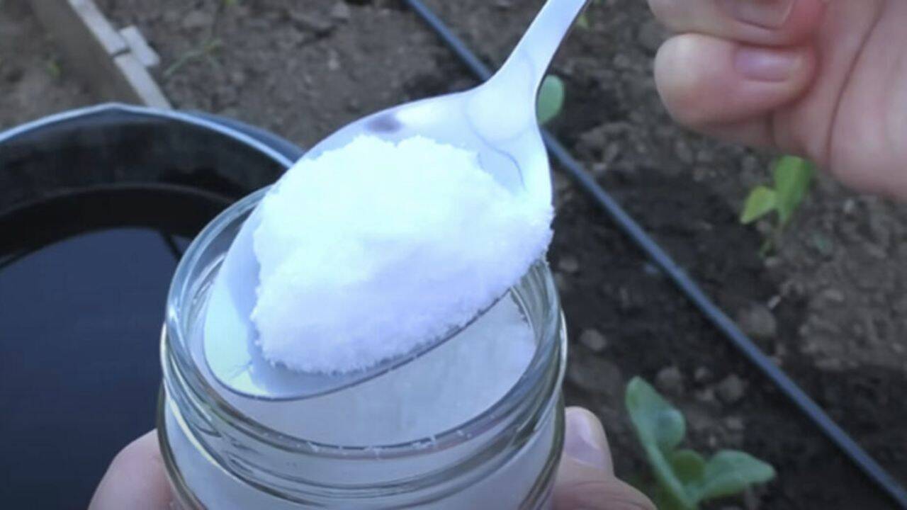 o persoana care tine o lingura ce contine un praf alb si un borcan