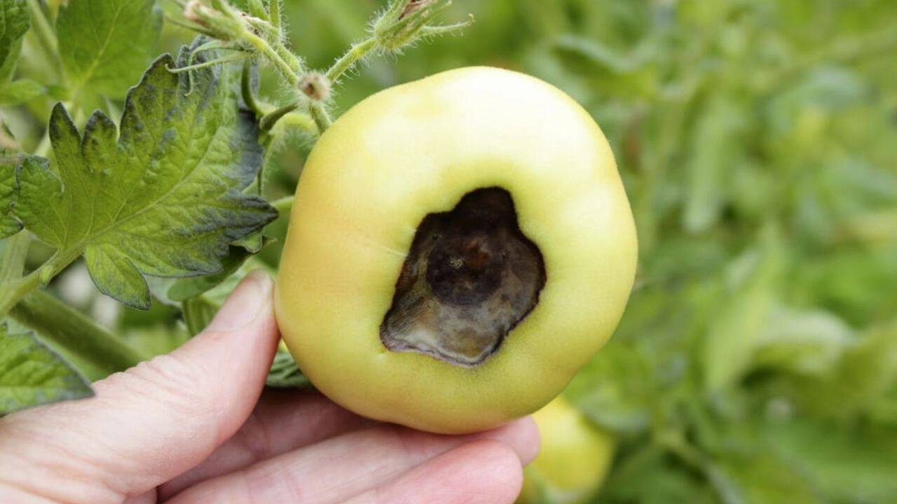 rosie afectata de lipsa de calciu