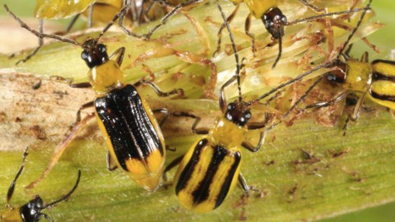 insecte diabrotica virgifera