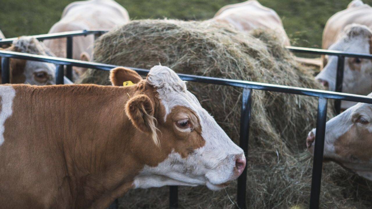 mai multe vaci in jurul unei capite de fan