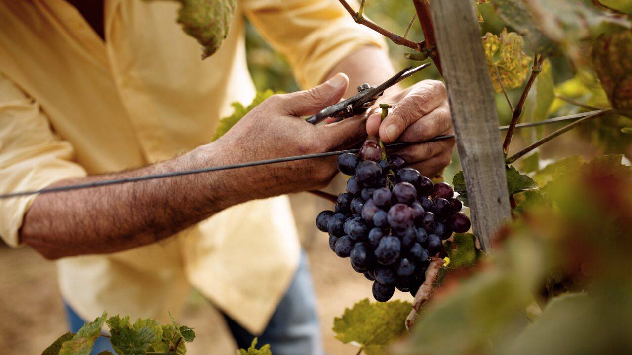 o persoana care recolteaza struguri
