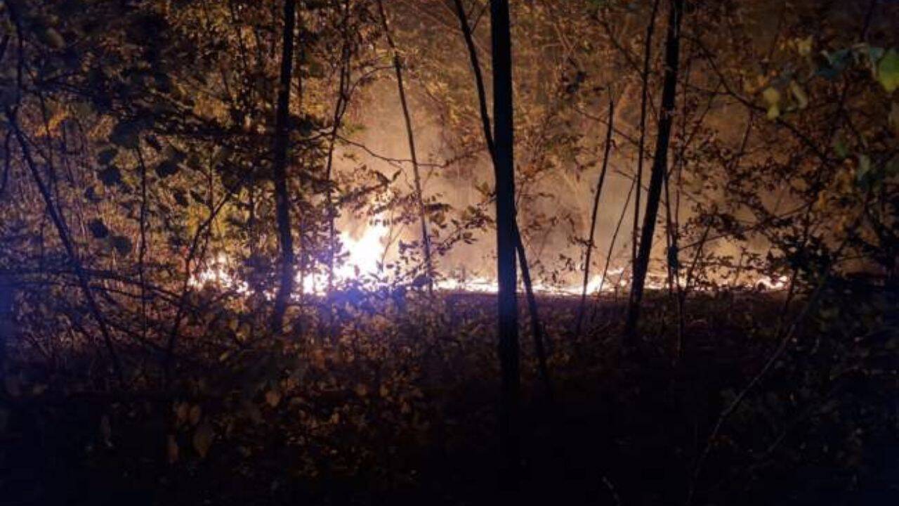 incendiu printre copaci