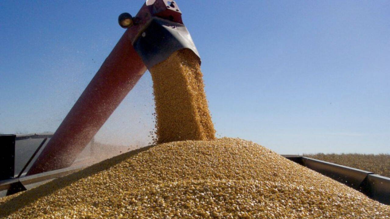 un utilaj de recoltare a porumbului