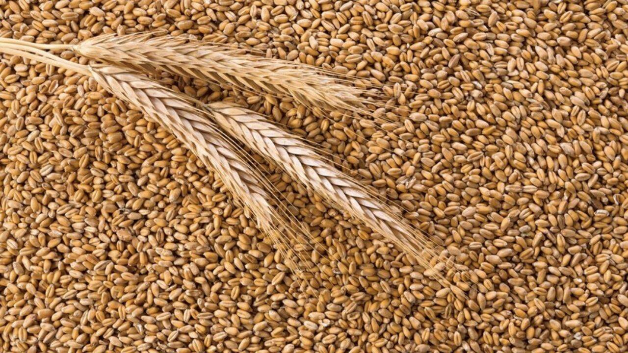 spice de grau pe un fundal cu boabe de grau