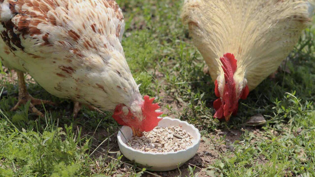 gaini care mananca seminte