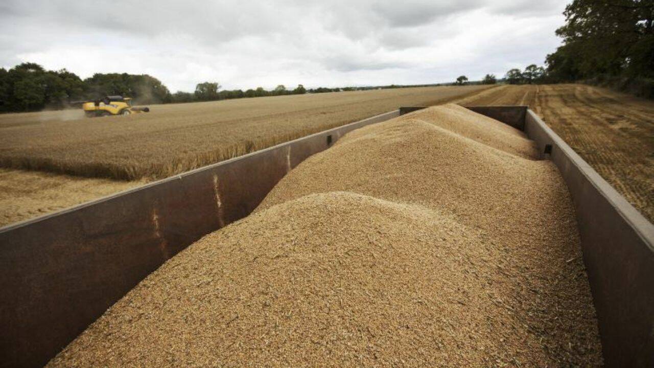 vagon incarcat cu grau