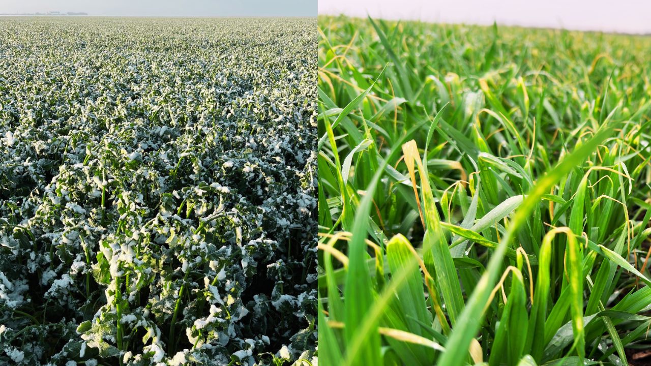 Probleme în culturile de rapiță și grâu