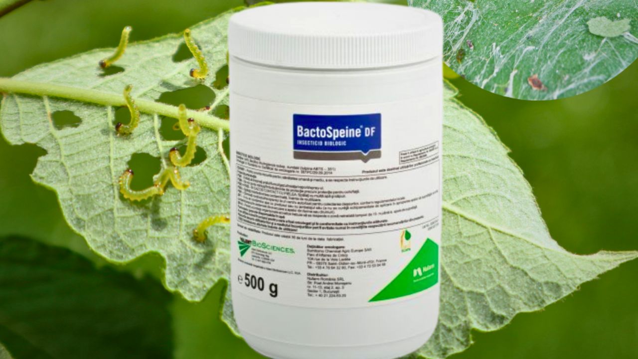 Bactospeine DF actionează imediat asupra larvelor, după ce acestea consuma plantele tratate