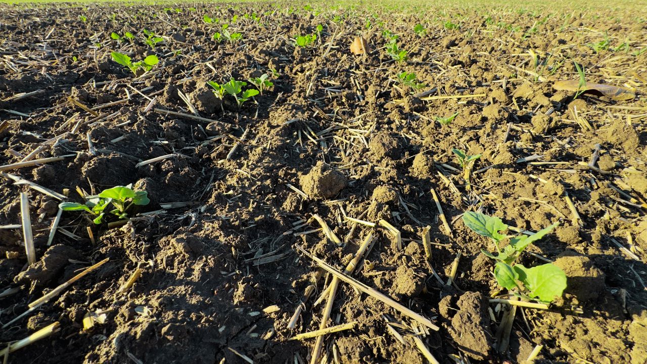 Câmp de rapiță toamna