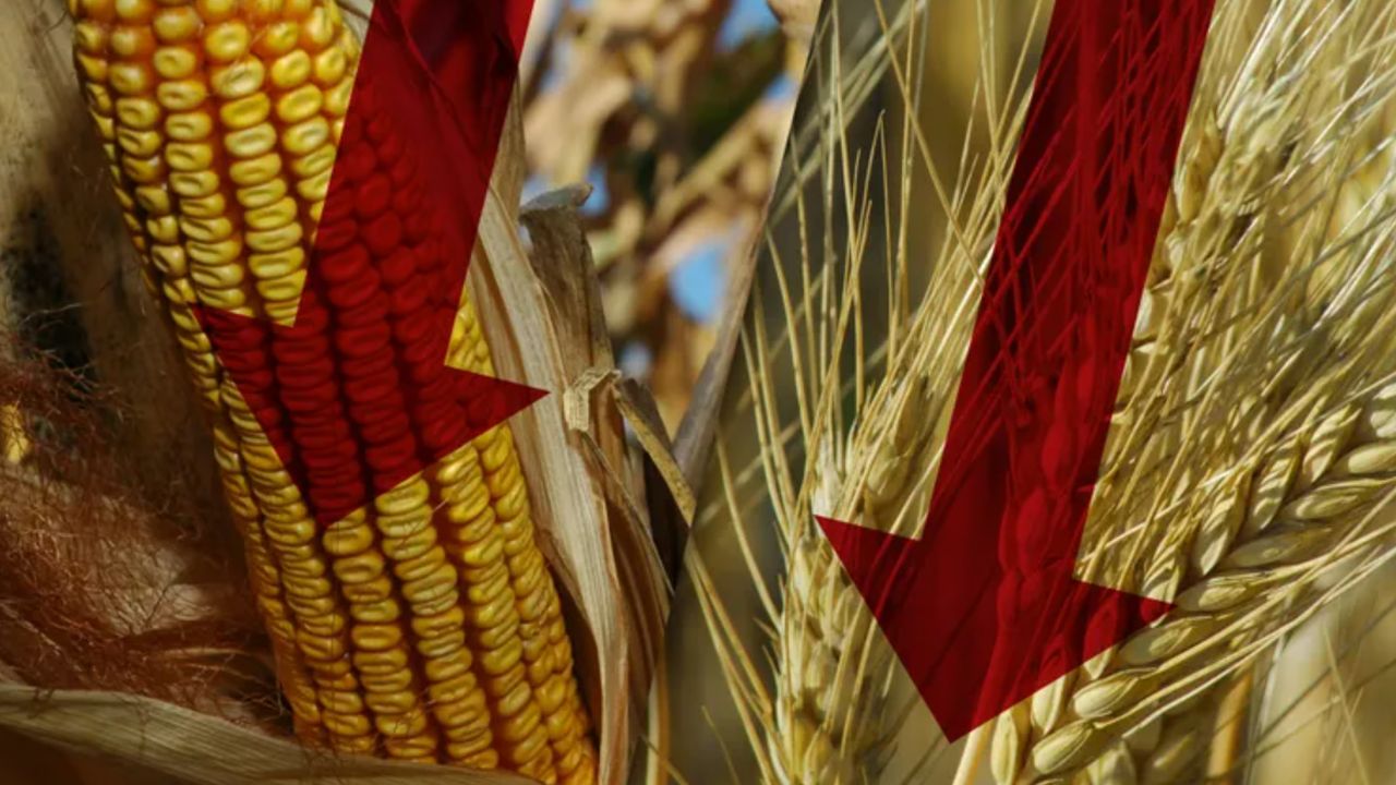 Presiune pe prețul cerealelor