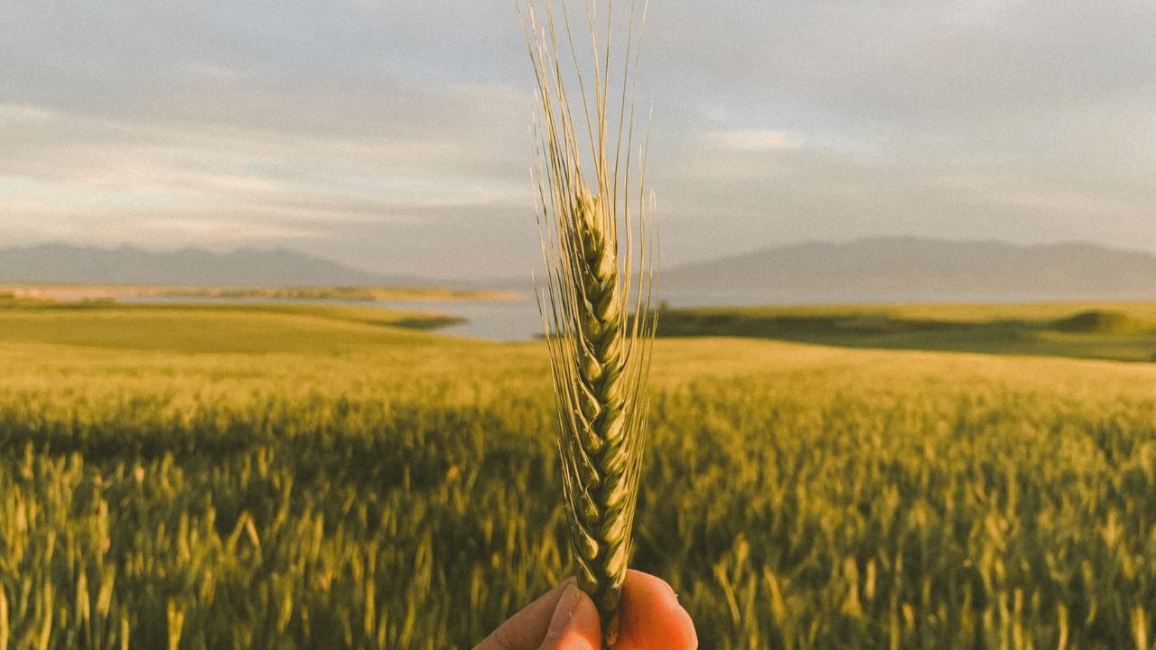 Prețul grâului înainte de Crăciun