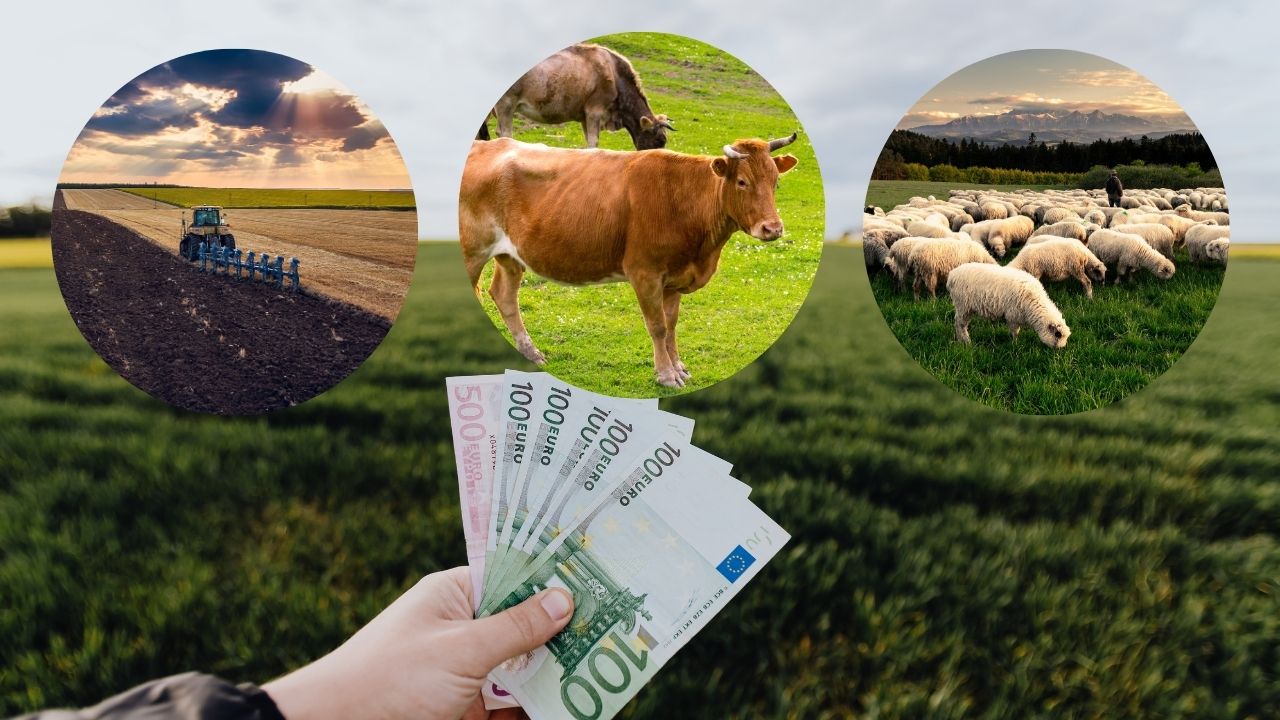 Subvenții ANT pentru vegetal și zootehnie