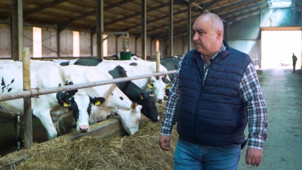 Daniel Frei în fermă de vaci