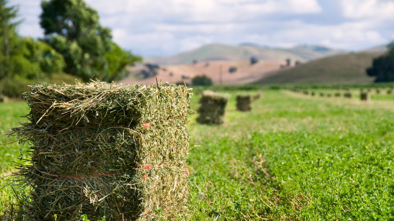 Subvenție pentru cultura de lucernă