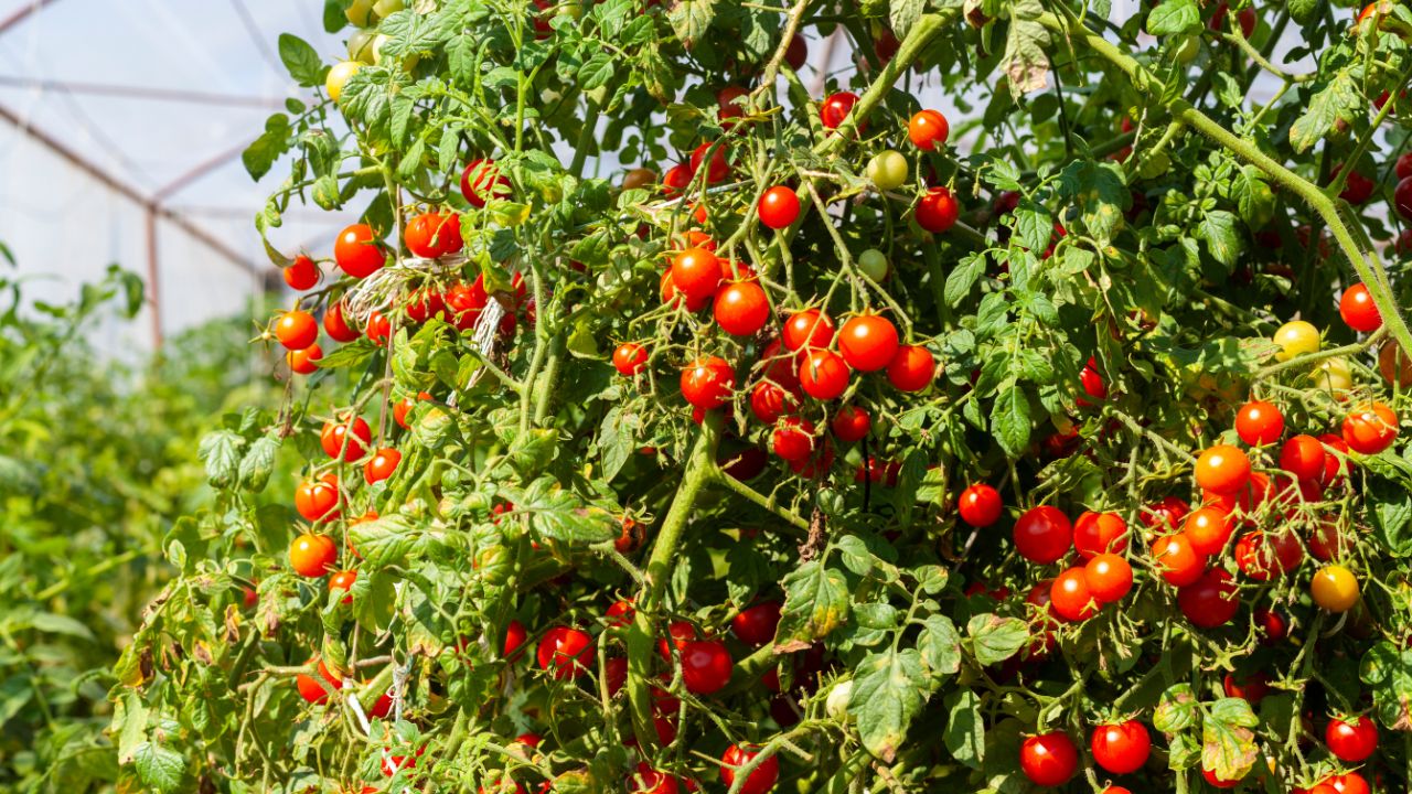 Tomata 2026 - condiții
